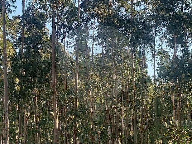 Terreno venda em Oliveira Do Bairro, Aveiro
