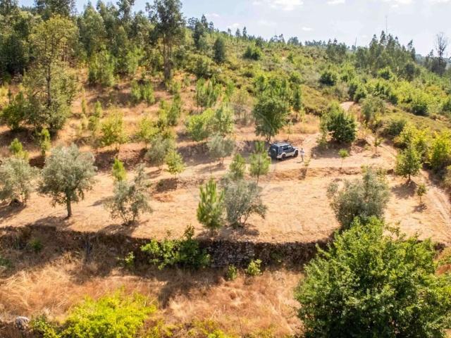 Terreno venda em Nelas