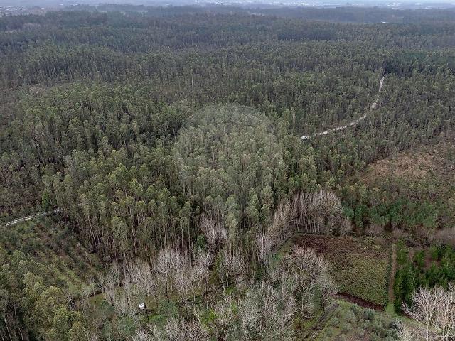 Terreno venda em Ourentã, Cantanhede