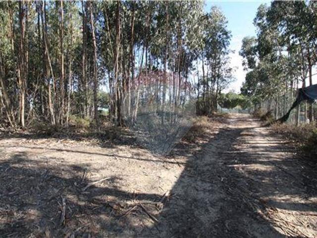 Terreno venda em Palmela