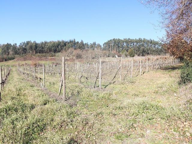Terreno venda em Pedreira, Rande e Sernande, Felgueiras