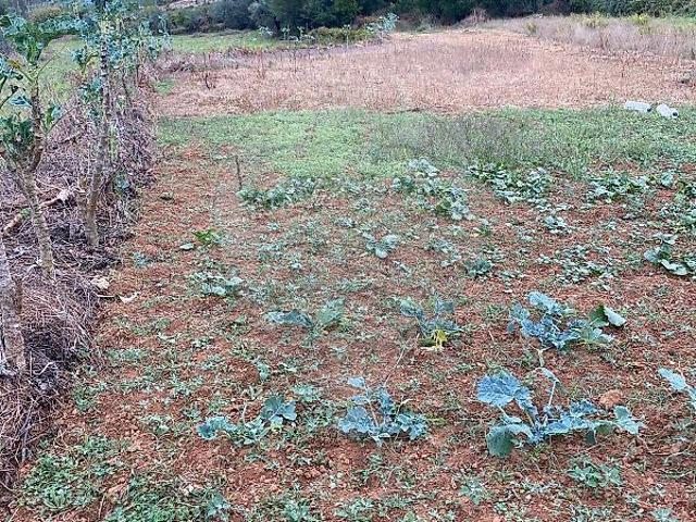 Terreno venda em Porto de Mós - São João Baptista e São Pedro, Porto de Mós