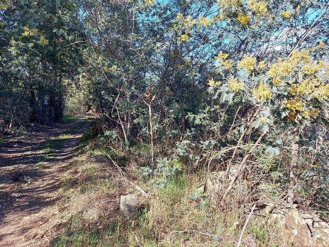 Terreno venda em Pedrógão de São Pedro e Bemposta, Penamacor