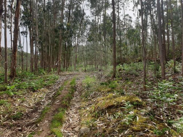 Terreno venda em Salgadinha, Marecos