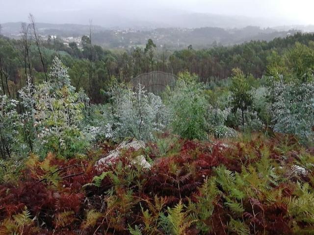 Terreno venda em Recezinhos (São Martinho), Marecos