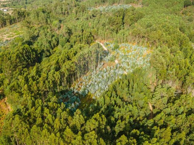 Terreno venda em Penalva Do Castelo, Viseu