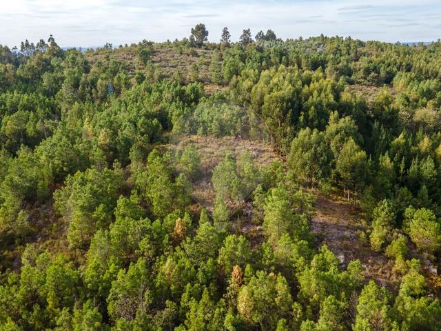 Terreno venda em Penalva Do Castelo, Viseu