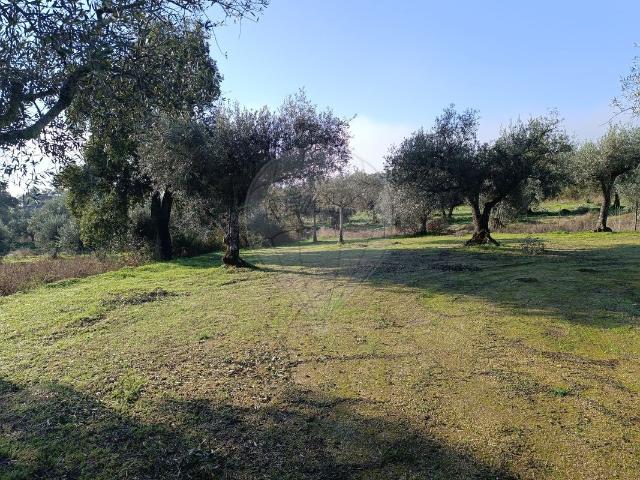Terreno venda em Castelo Branco, Penamacor