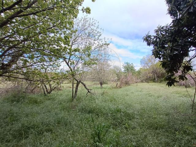 Terreno venda em Castelo Branco, Penamacor