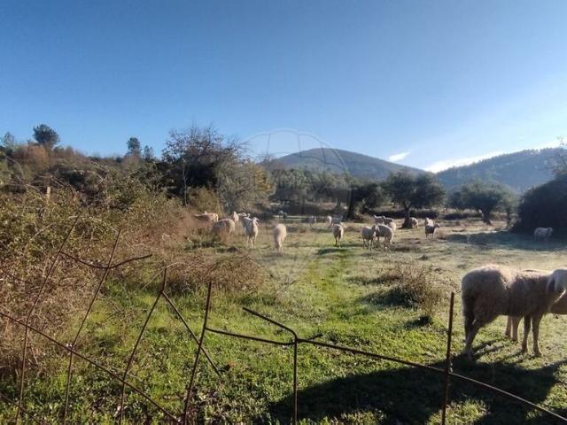 Terreno venda em Castelo Branco, Penamacor