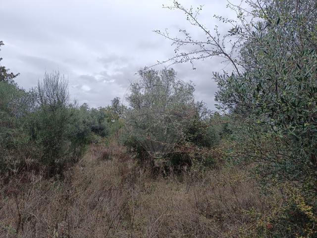 Terreno venda em Castelo Branco, Penamacor