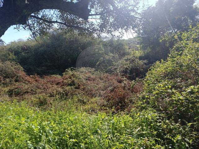 Terreno venda em Castelo Branco, Penamacor