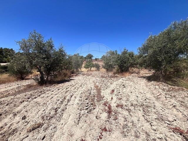 Terreno venda em Penamacor
