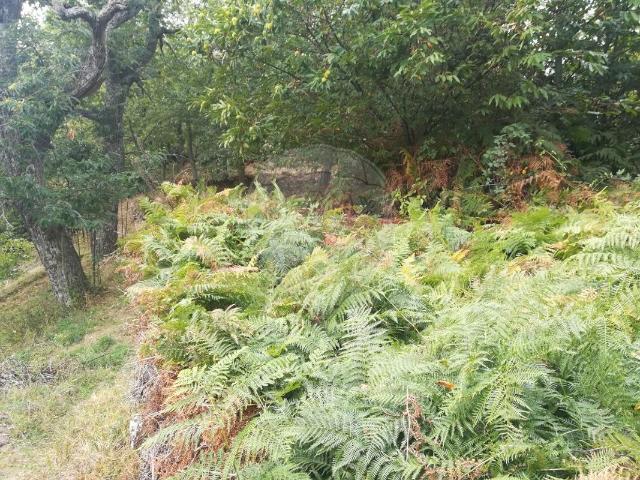 Terreno venda em Souto, Penedono