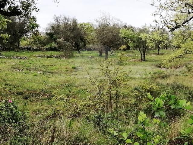 Terreno venda em Dueça, Penela