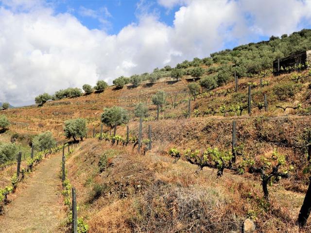 Terreno venda em Presegueda, Peso Da Régua
