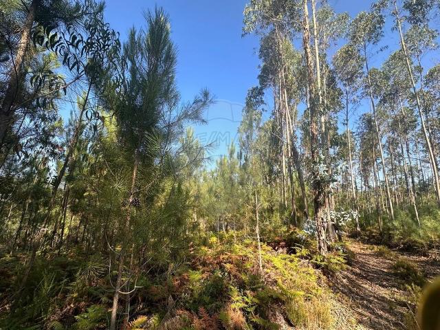 Terreno venda em Pombal, Redinha