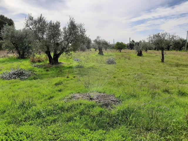 Terreno venda em Pombal, Pelariga