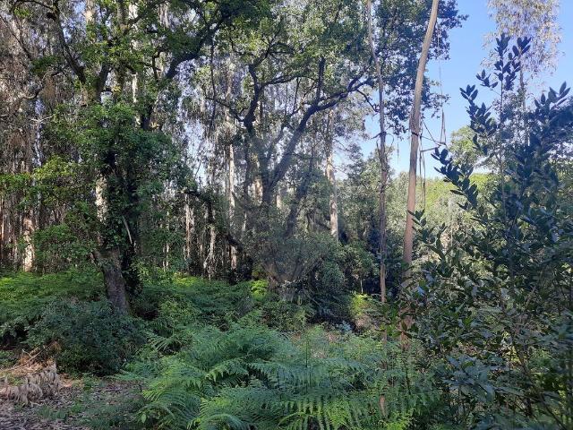 Terreno venda em Pombal, Leiria