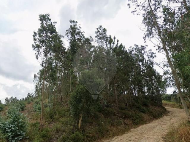 Terreno venda em Pombal, Almagreira