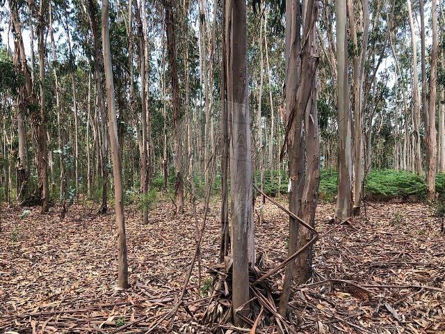 Terreno venda em Pombal, Louriçal