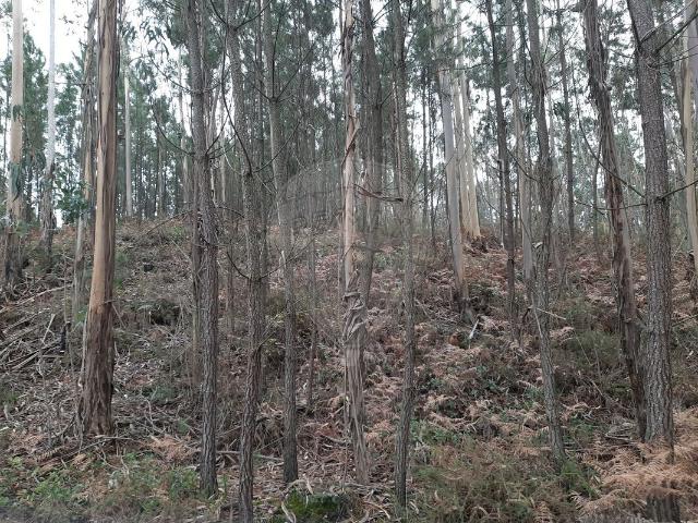 Terreno venda em Pombal, Leiria