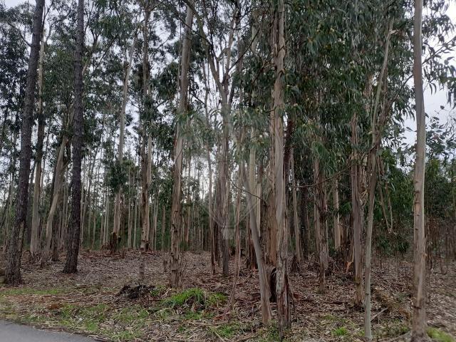 Terreno venda em Pombal, Leiria