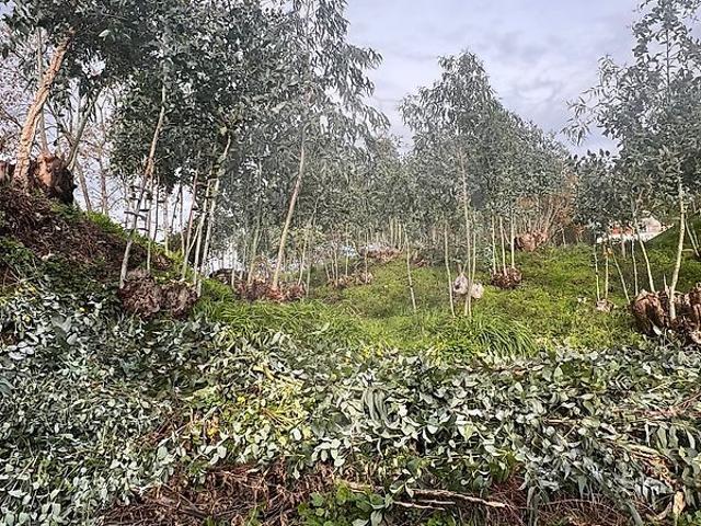 Terreno venda em Pombal, Leiria
