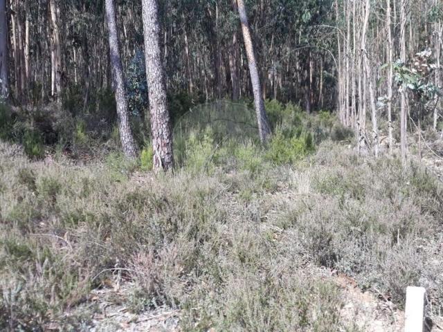 Terreno venda em Pombal, Pelariga