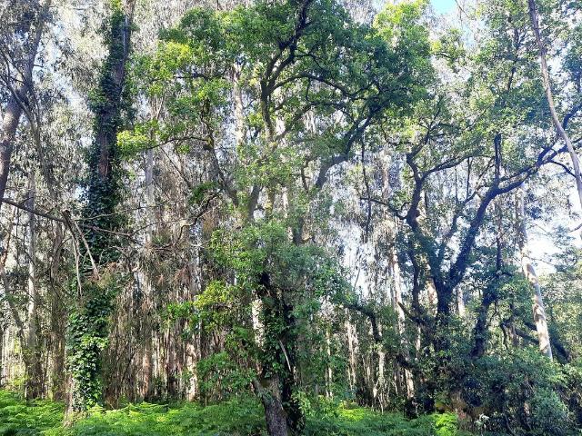 Terreno venda em Pombal, Leiria