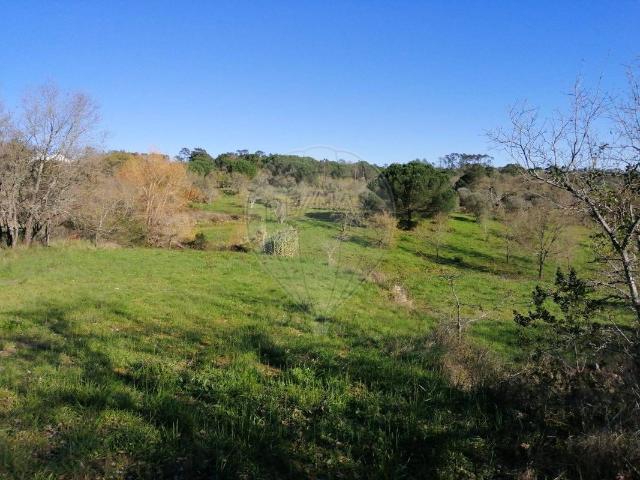 Terreno venda em Pombal, Leiria