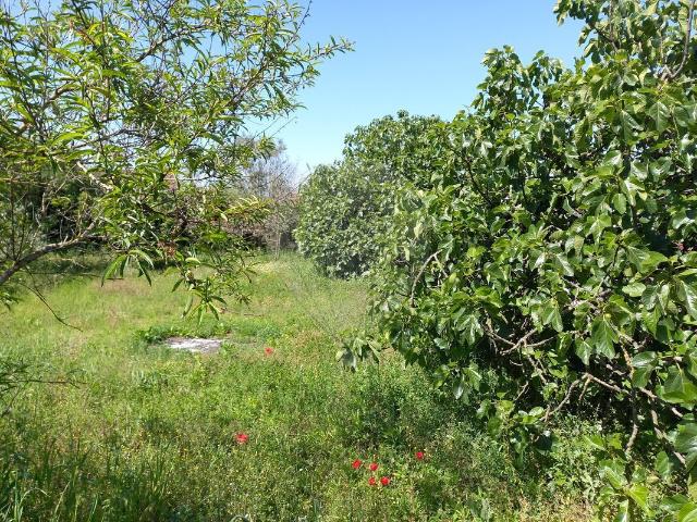 Terreno venda em Pombal, Leiria