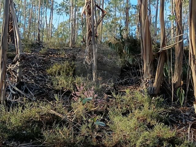 Terreno venda em Pombal, Leiria