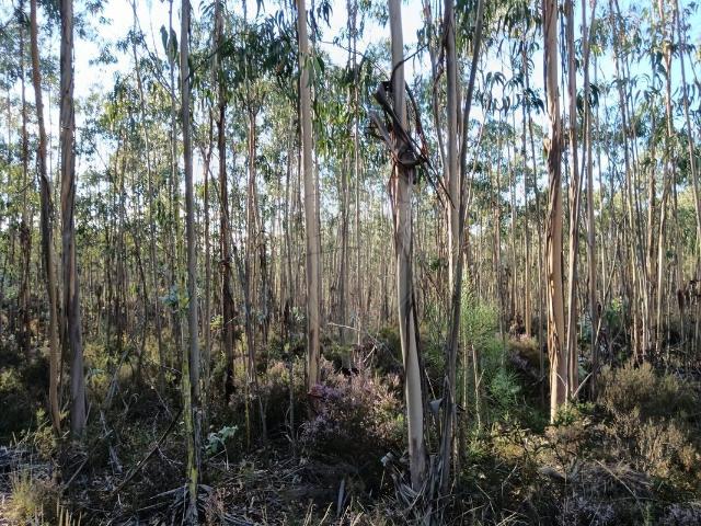 Terreno venda em Pombal, Leiria