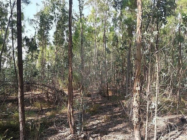 Terreno venda em Pombal