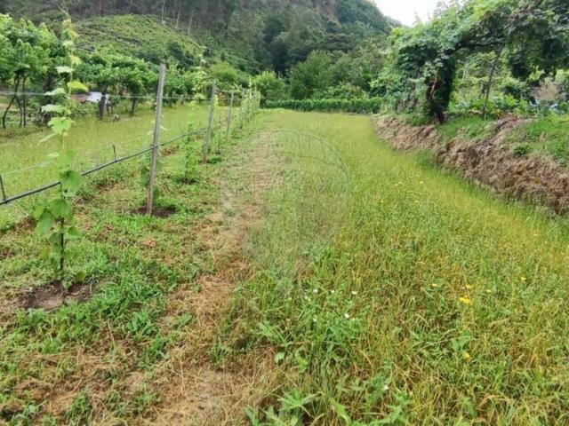 Terreno venda em Grovelas São João Evangelista, Viana Do Castelo