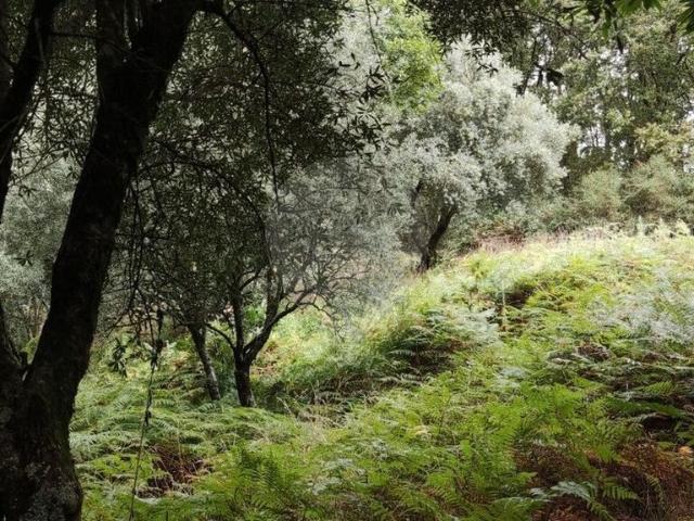 Terreno venda em Boalhosa, Viana Do Castelo