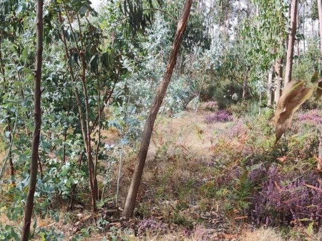 Terreno venda em Boalhosa, Viana Do Castelo