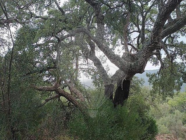 Terreno venda em Barrocão, Portalegre