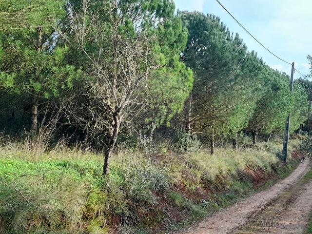 Terreno venda em Juncal, Porto De Mós