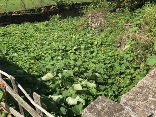 Terreno venda em Açores