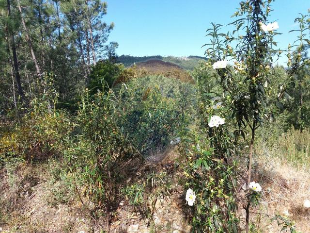 Terreno venda em Castelo Branco, Proença-a-nova
