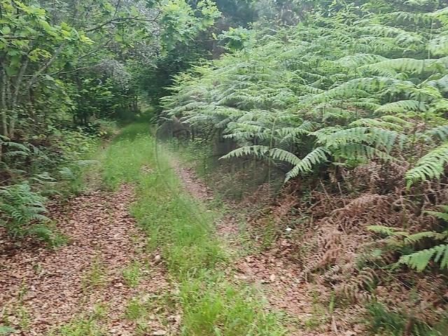 Terreno venda em Sabugueiro, Queirã
