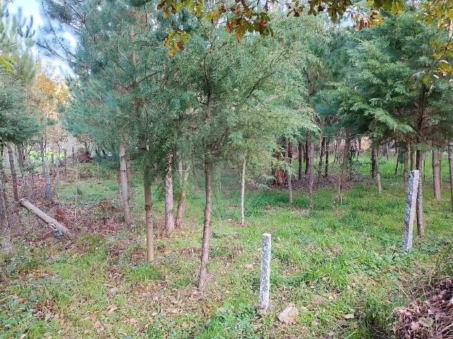 Terreno venda em Vasconha, Queirã