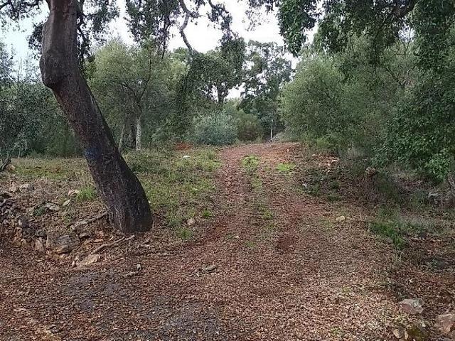 Terreno venda em Reguengo e São Julião, Portalegre
