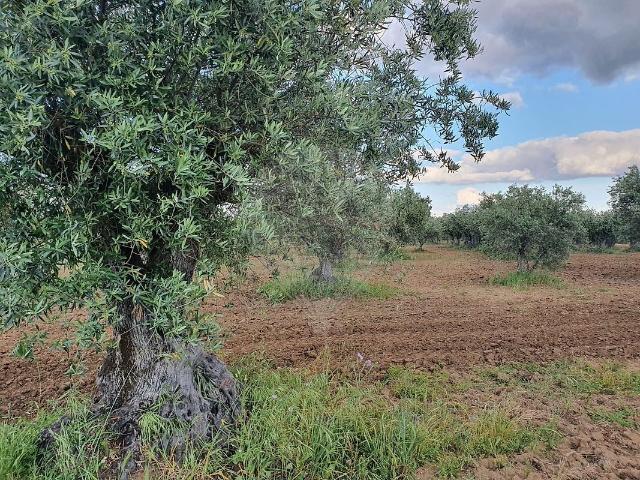 Terreno venda em Reguengos De Monsaraz, Évora