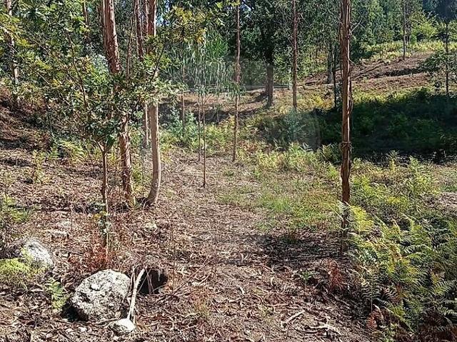 Terreno venda em Rossas, Vieira do Minho