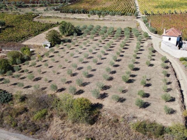 Terreno venda em Trevões, São João da Pesqueira