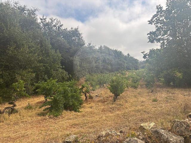 Terreno venda em São Miguel, Santa Eufémia e Rabaçal, Penela