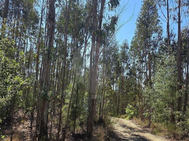 Terreno venda em Coval, Santa Comba Dão